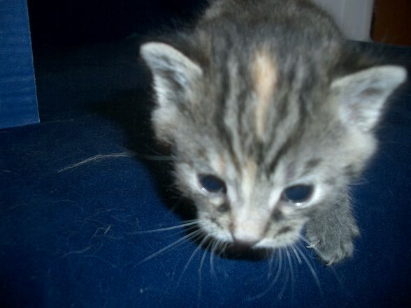 KATZEN BAYBYS 2008 - 