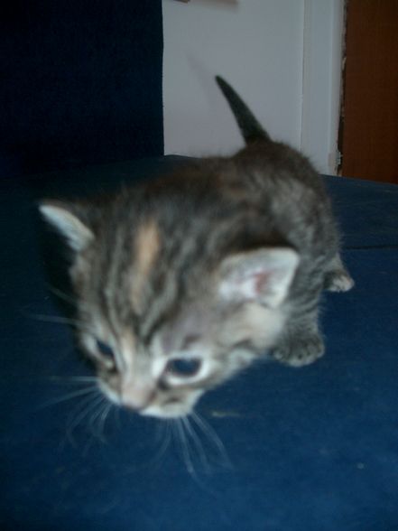 KATZEN BAYBYS 2008 - 