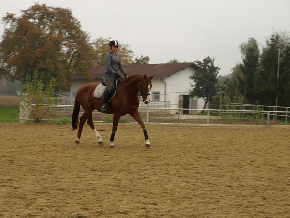 reiten in der schule - 