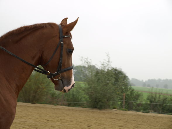 reiten in der schule - 