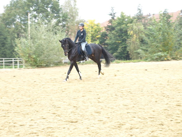 reiten in der schule - 