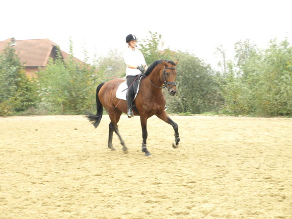 reiten in der schule - 