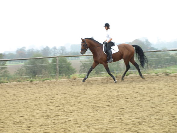 reiten in der schule - 