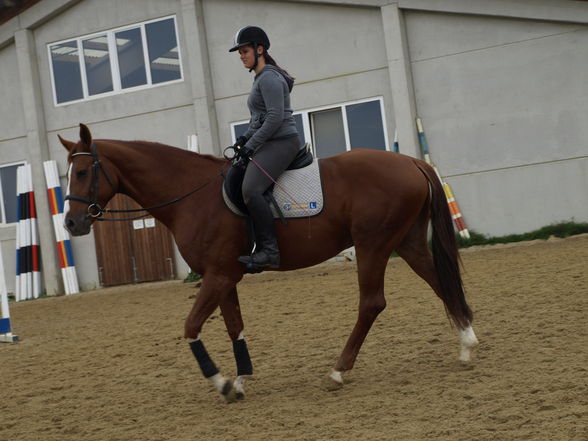 reiten in der schule - 