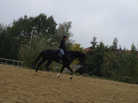 reiten in der schule - 