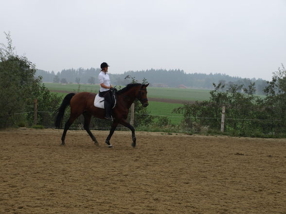 reiten in der schule - 