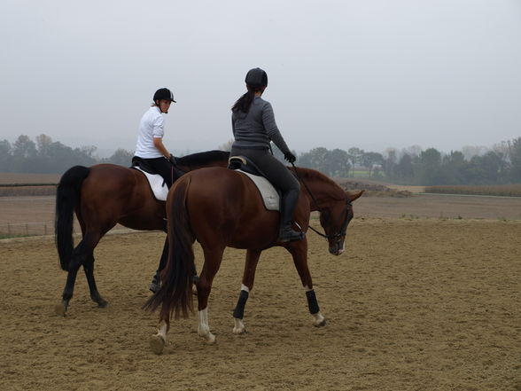 reiten in der schule - 