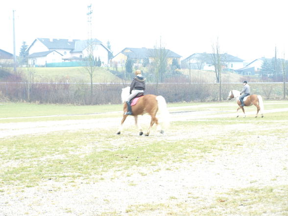 reiten in der schule - 