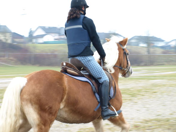 reiten in der schule - 