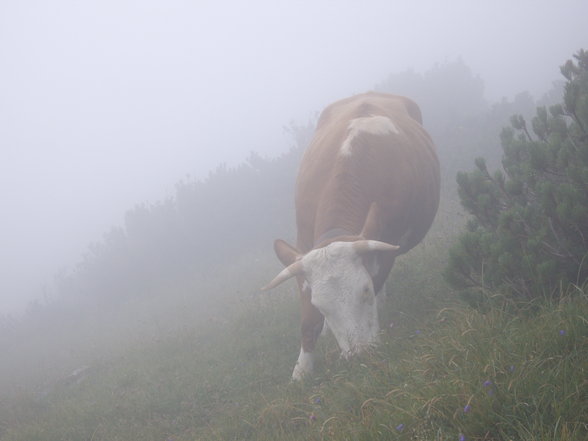 Schafberg - 4.8.2007 - 