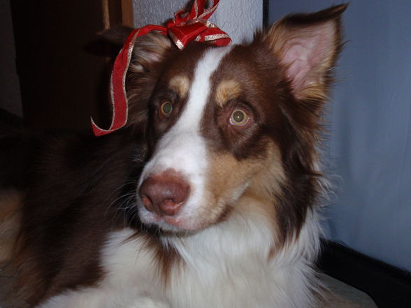 My Aussie - 