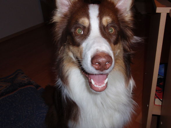 My Aussie - 