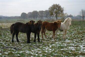 My horses - 