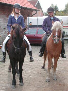 My horses - 