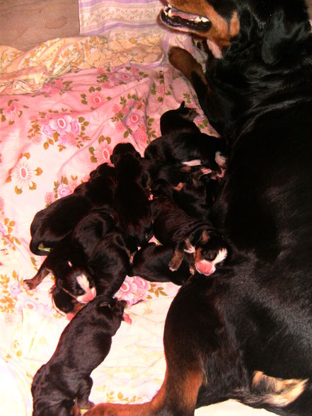 Cora und ihre 12 Babies - 