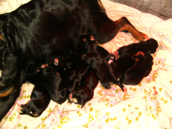 Cora und ihre 12 Babies - 