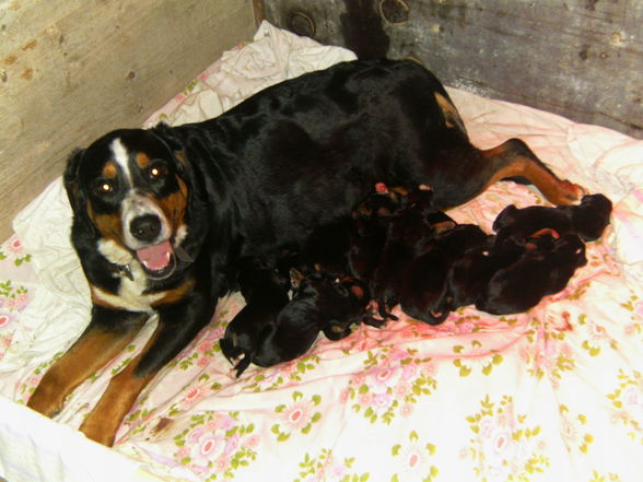 Cora und ihre 12 Babies - 
