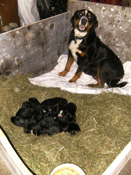 Cora und ihre 12 Babies - 