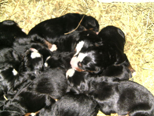 Cora und ihre 12 Babies - 