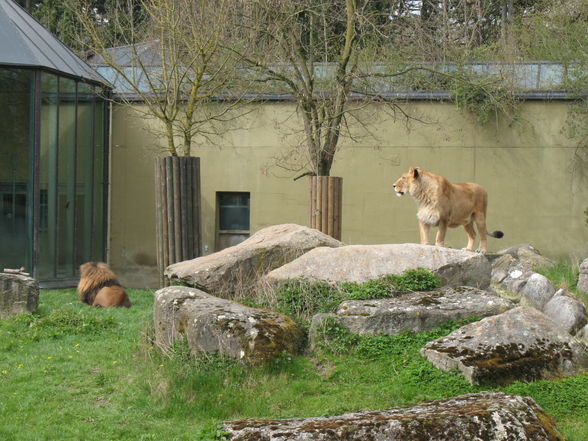 Zoo Augsburg 2008 - 