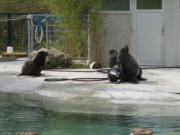 Zoo Augsburg 2008 - 