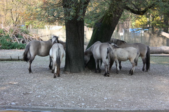 Tierpark München 2008 - 