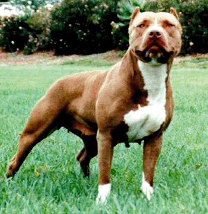 Pitbulls - 