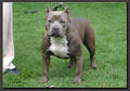 Pitbulls - 