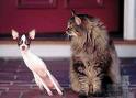 Katzen - 