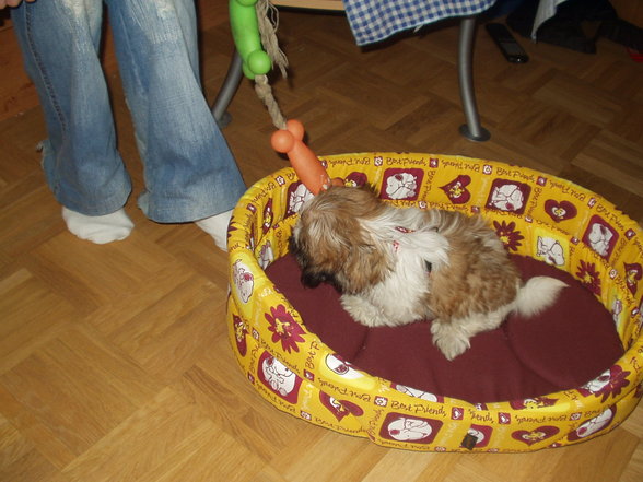 mei babyhund - 