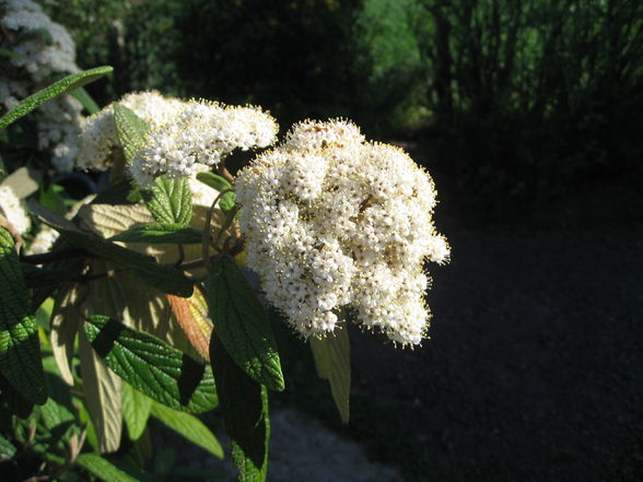 Muttertag im Garten - 