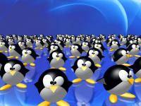 Pinguine - 