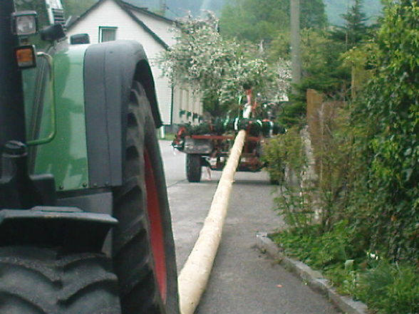 Maibaum stön - 