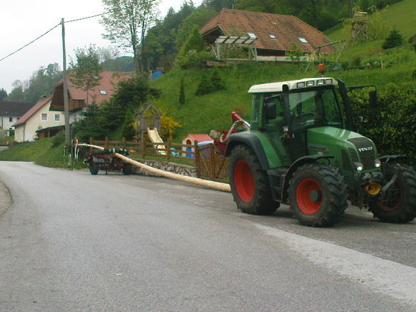 Maibaum stön - 