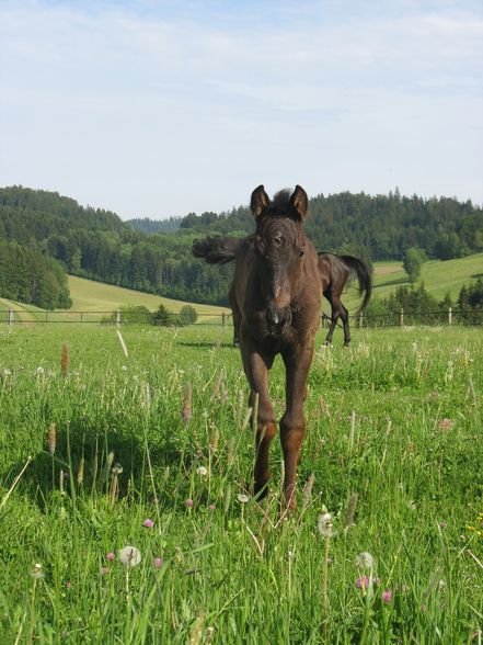 Sina - meine kleine Schokobanane - 