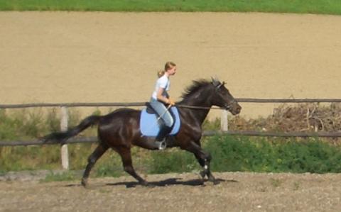 Reiten und training - 