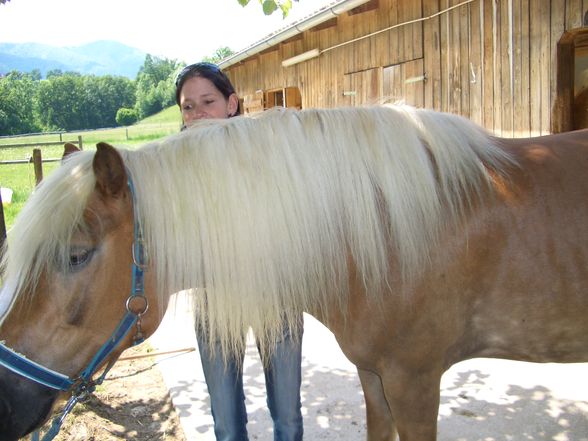 mei neues pferdal  - 