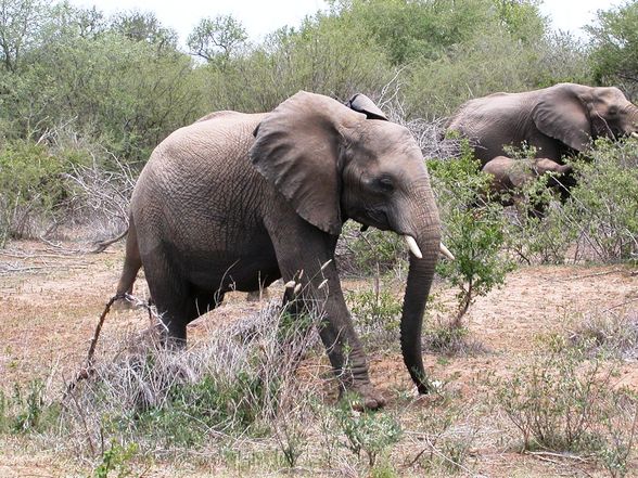 Süd-Afrika Ende Okt. 2007- Ende Nov. 200 - 