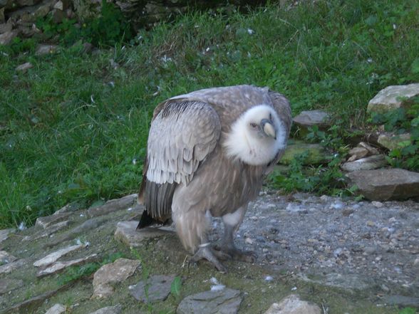 Natur pur - 
