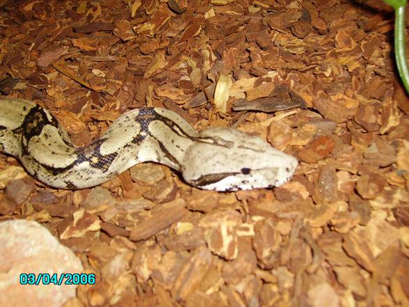 My Snake´s - 