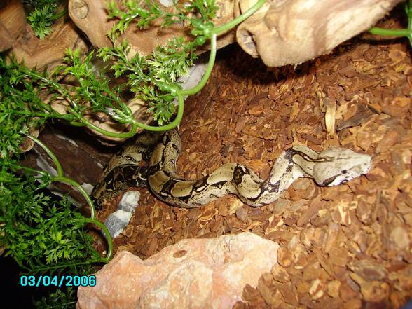 My Snake´s - 