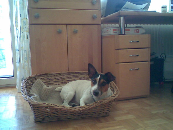 Der Beste Jack Russel  - 