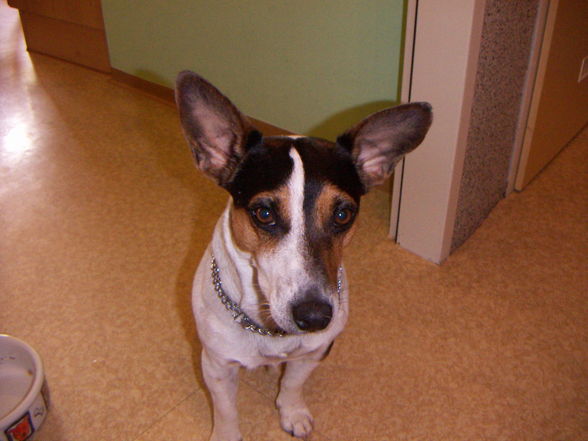 Der Beste Jack Russel  - 