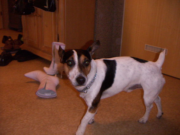 Der Beste Jack Russel  - 