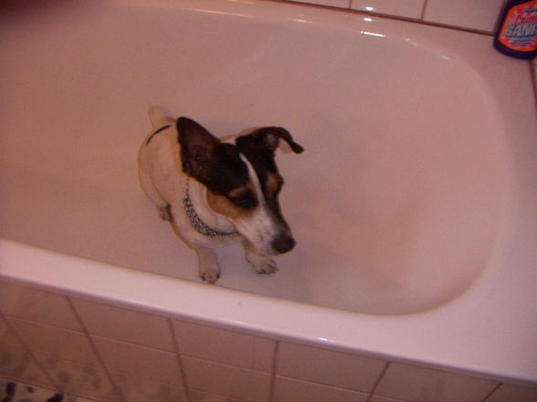 Der Beste Jack Russel  - 