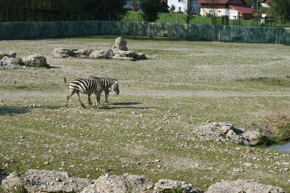 >~ TiiErPaRk ScHmiieDiing ~ - 