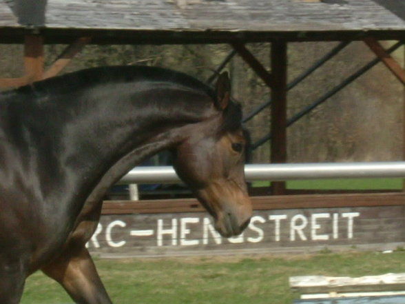 my horse and I (und da blacky) - 