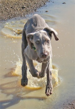 Weimaraner - Jagdhund - 