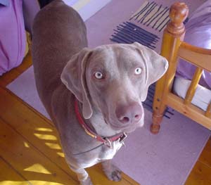 Weimaraner - Jagdhund - 