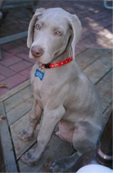 Weimaraner - Jagdhund - 